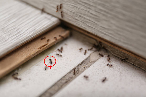 Best Pest Removal Services  in Dumbarton, VA