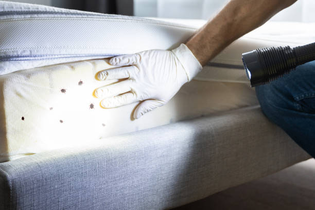 Best Affordable Pest Control Services  in Dumbarton, VA