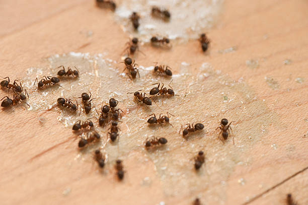 Best Bed Bug Extermination  in Dumbarton, VA